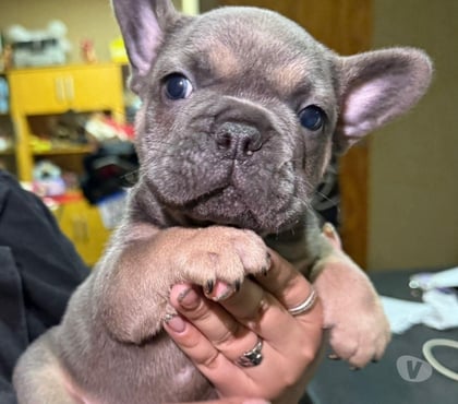 Gatos en Venta Concepción Concepción - Fotos de Cachorros Bulldog francés