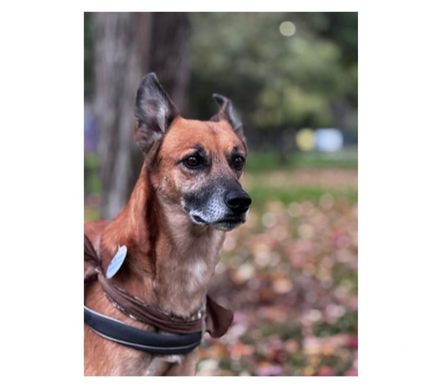 Adopción ed Animales Santiago Santiago - Fotos de RICKY NAUTA, mezcla Pastor de Malinois