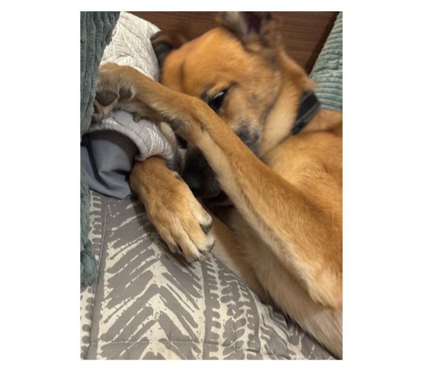 Adopción ed Animales Santiago Santiago - Fotos de RICKY NAUTA, mezcla Pastor de Malinois