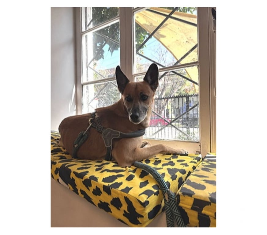 Adopción ed Animales Santiago Santiago - Fotos de RICKY NAUTA, mezcla Pastor de Malinois