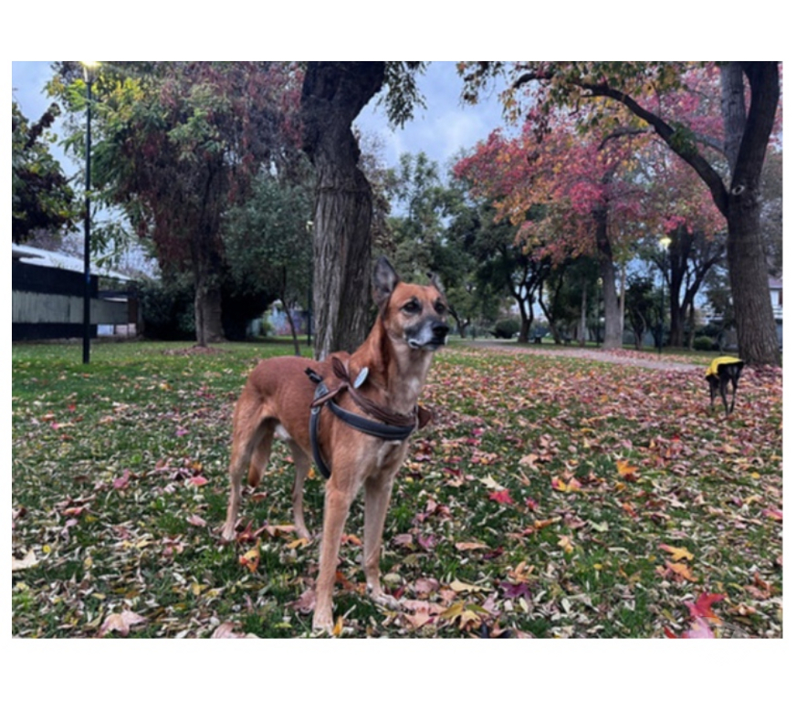 Adopción ed Animales Santiago Santiago - Fotos de RICKY NAUTA, mezcla Pastor de Malinois