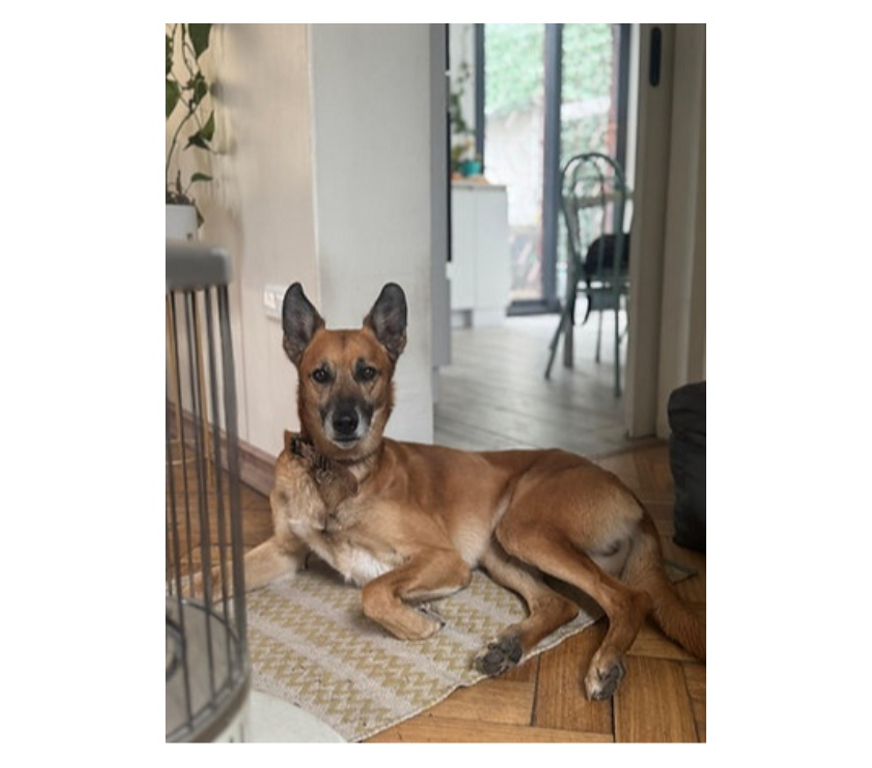 Adopción ed Animales Santiago Santiago - Fotos de RICKY NAUTA, mezcla Pastor de Malinois