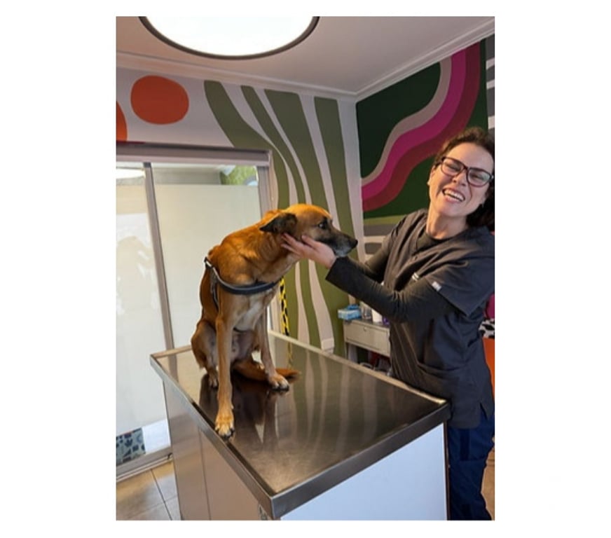 Adopción ed Animales Santiago Santiago - Fotos de RICKY NAUTA, mezcla Pastor de Malinois