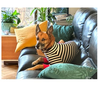 Mascotas Adopción Santiago Santiago - Fotos de RICKY NAUTA, mezcla Pastor de Malinois