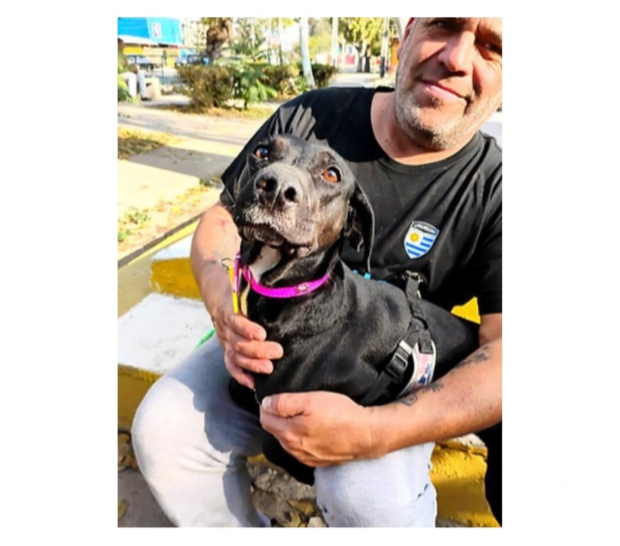 Adopción ed Animales Santiago Santiago - Fotos de SHURI, mezcla de Pastor Mallorquín