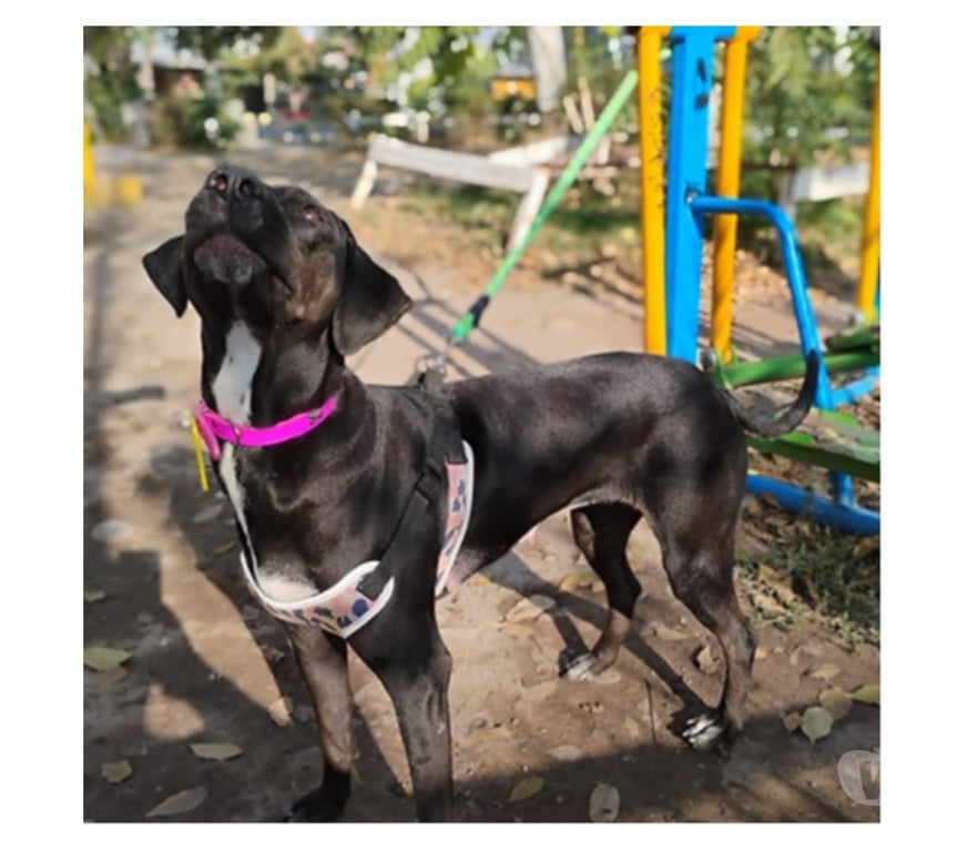 Adopción ed Animales Santiago Santiago - Fotos de SHURI, mezcla de Pastor Mallorquín