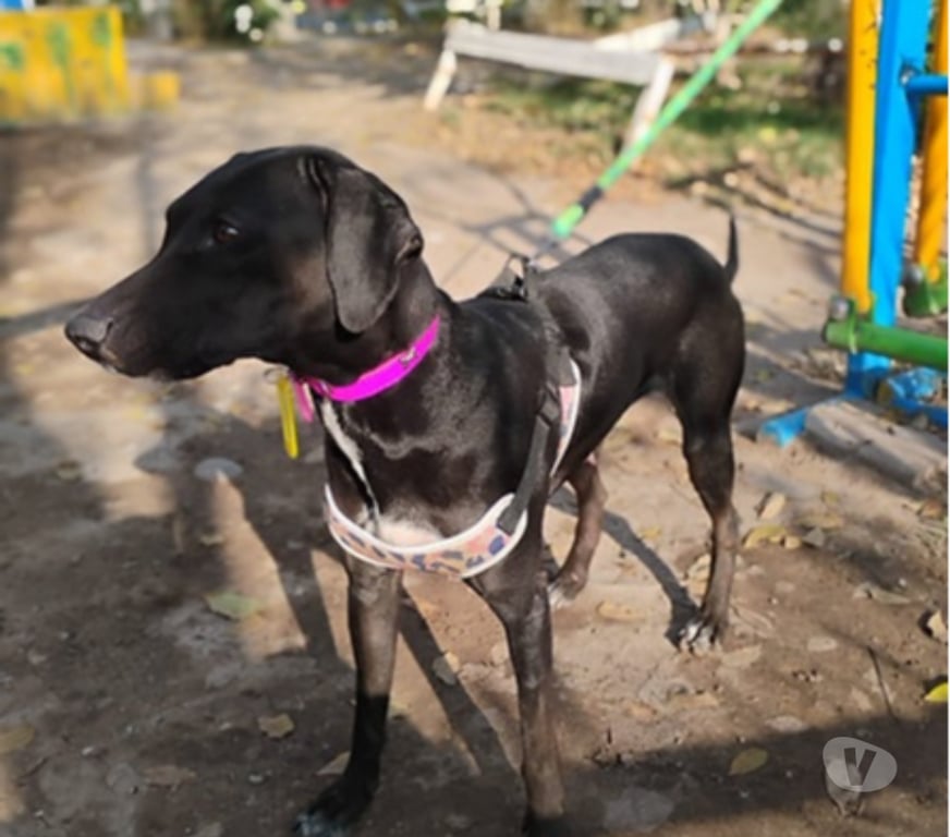 Adopción ed Animales Santiago Santiago - Fotos de SHURI, mezcla de Pastor Mallorquín