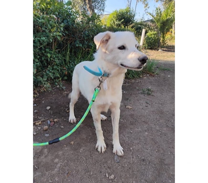 Adopción ed Animales Santiago Santiago - Fotos de JUANÍN, mezcla Pastor Vasco