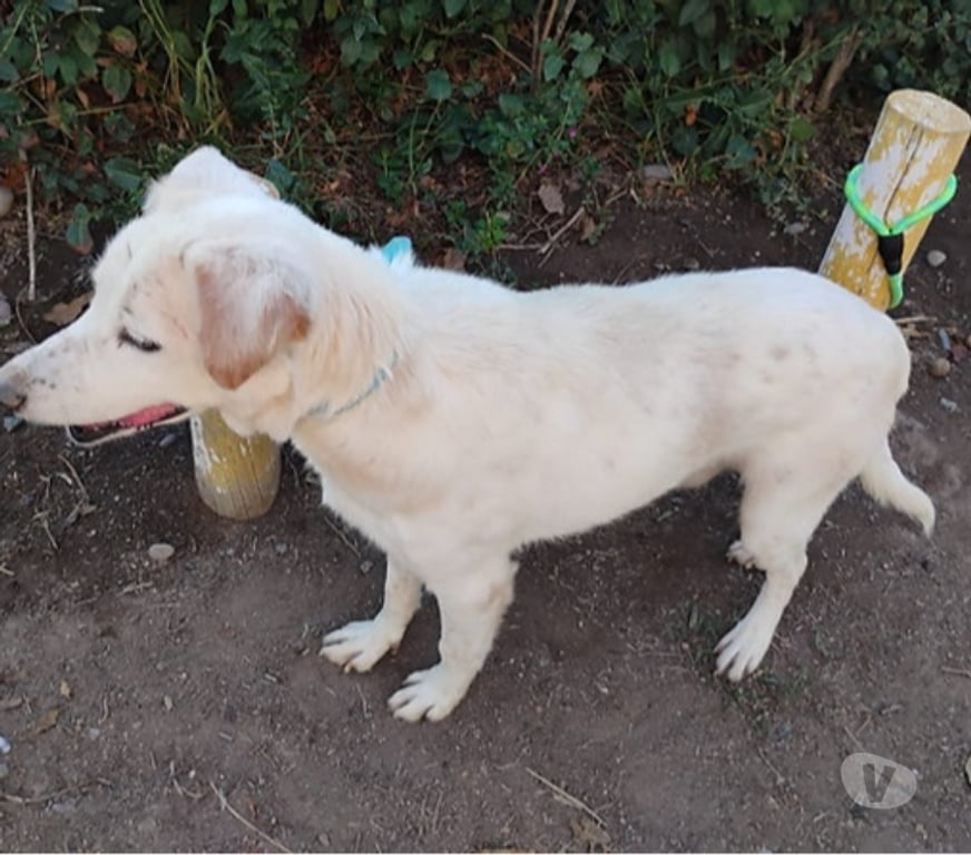 Adopción ed Animales Santiago Santiago - Fotos de JUANÍN, mezcla Pastor Vasco