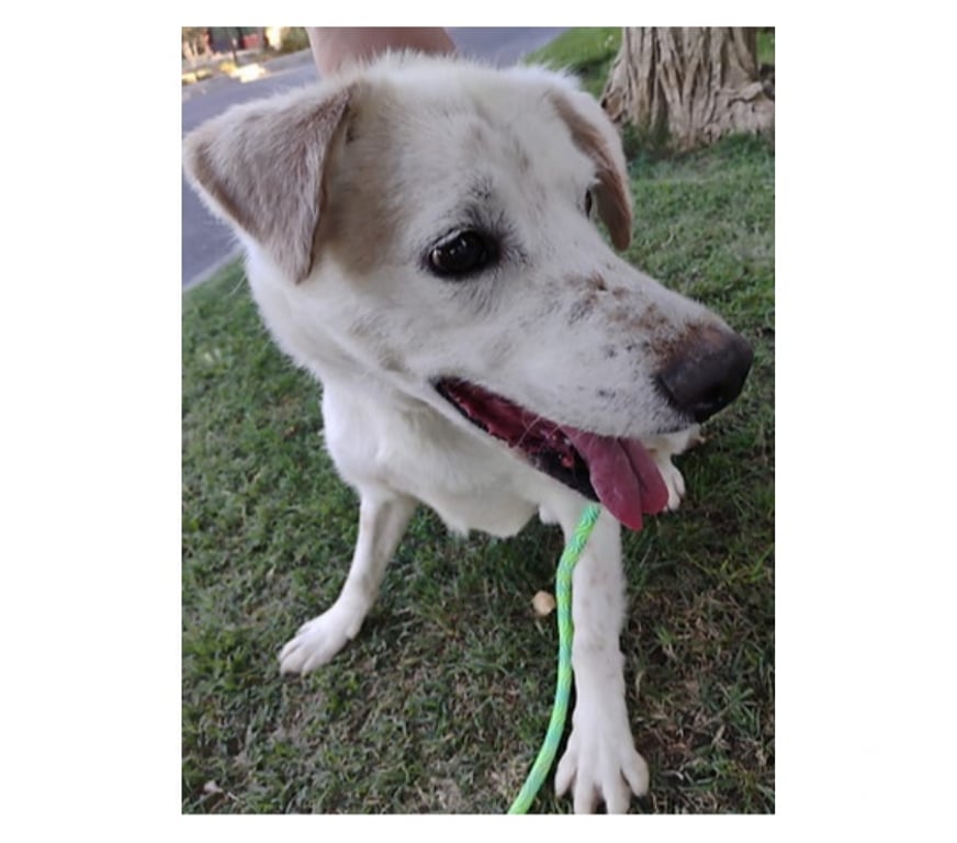 Adopción ed Animales Santiago Santiago - Fotos de JUANÍN, mezcla Pastor Vasco