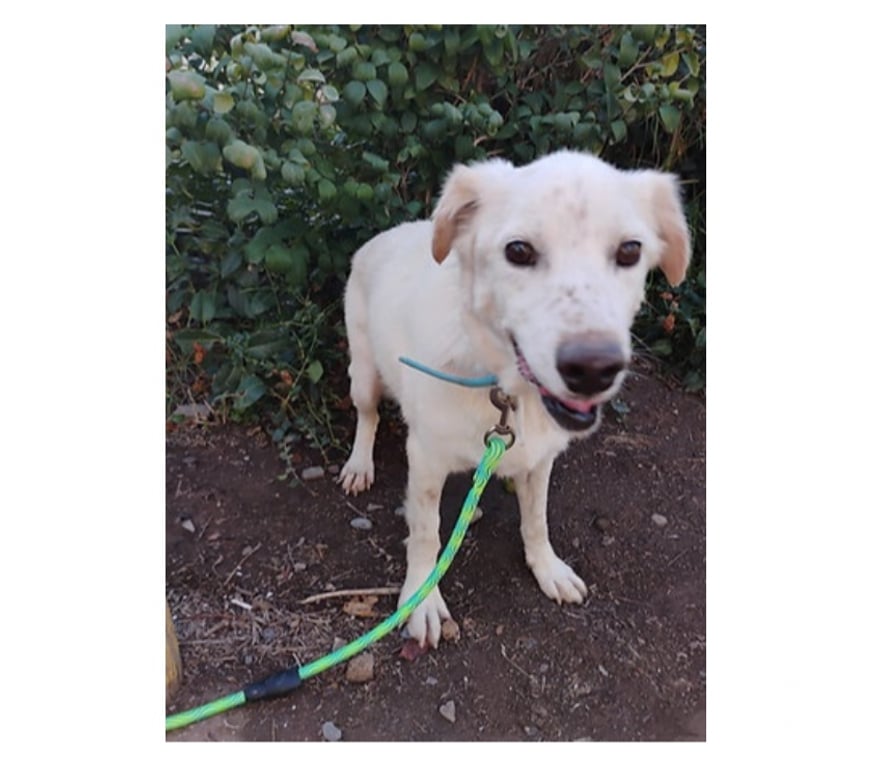 Adopción ed Animales Santiago Santiago - Fotos de JUANÍN, mezcla Pastor Vasco