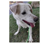 JUANÍN, mezcla Pastor Vasco