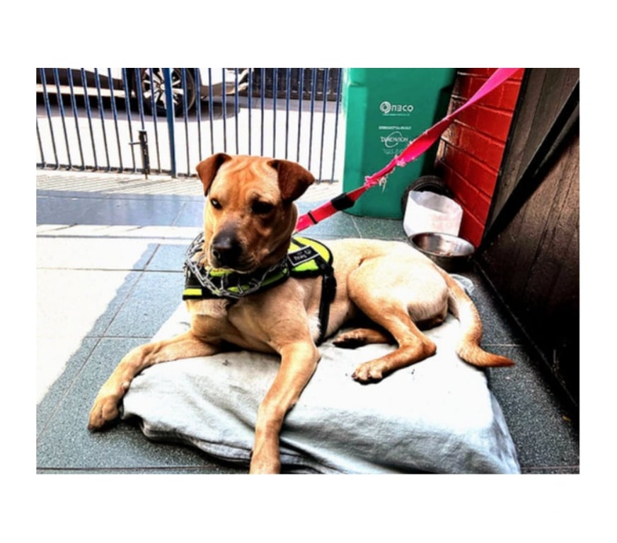 Adopción ed Animales Santiago Santiago - Fotos de GALAMB, Hija de Chow Chow