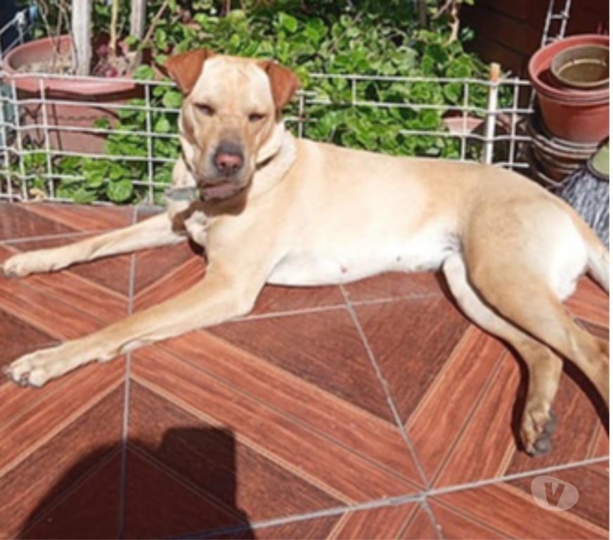 Adopción ed Animales Santiago Santiago - Fotos de GALAMB, Hija de Chow Chow