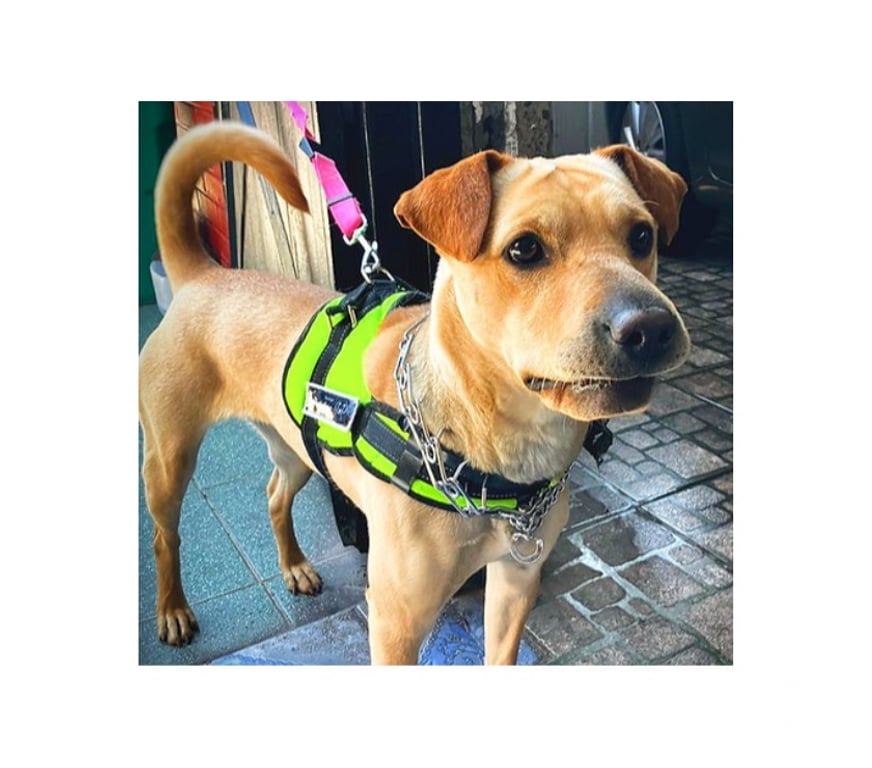 Adopción ed Animales Santiago Santiago - Fotos de GALAMB, Hija de Chow Chow