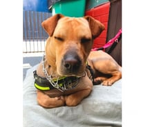 GALAMB, Hija de Chow Chow