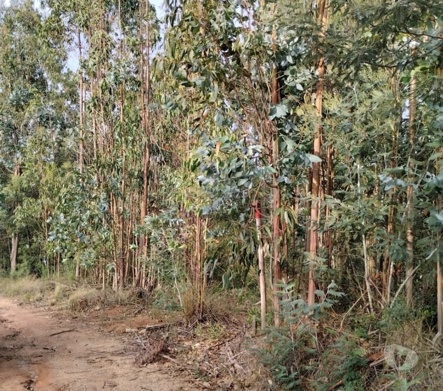 Parcelas en Venta Concepción Concepción - Fotos de Se VENDE PARCELA