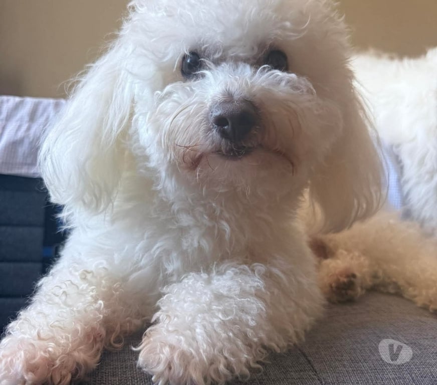 Gatos en Venta Llanquihue Puerto Montt - Fotos de Poodles cachorros