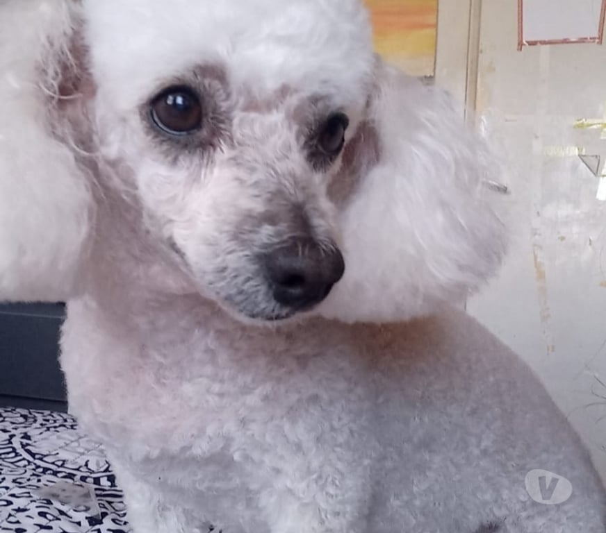 Gatos en Venta Llanquihue Puerto Montt - Fotos de Poodles cachorros