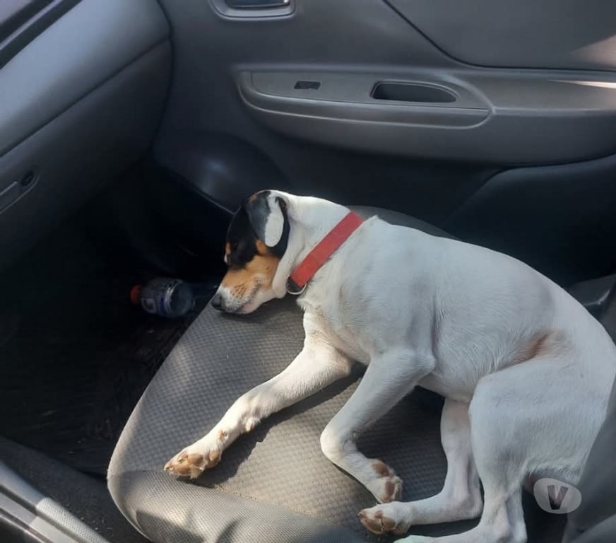 Gatos en Venta Llanquihue Puerto Montt - Fotos de Fox terrier cachorros