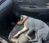 Fox terrier cachorros