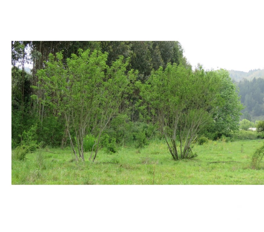 Parcelas en Venta Ñuble Cobquecura - Fotos de Las Canchas, Cobquecura