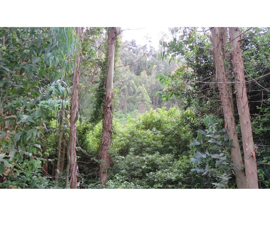 Parcelas en Venta Ñuble Cobquecura - Fotos de Las Canchas, Cobquecura