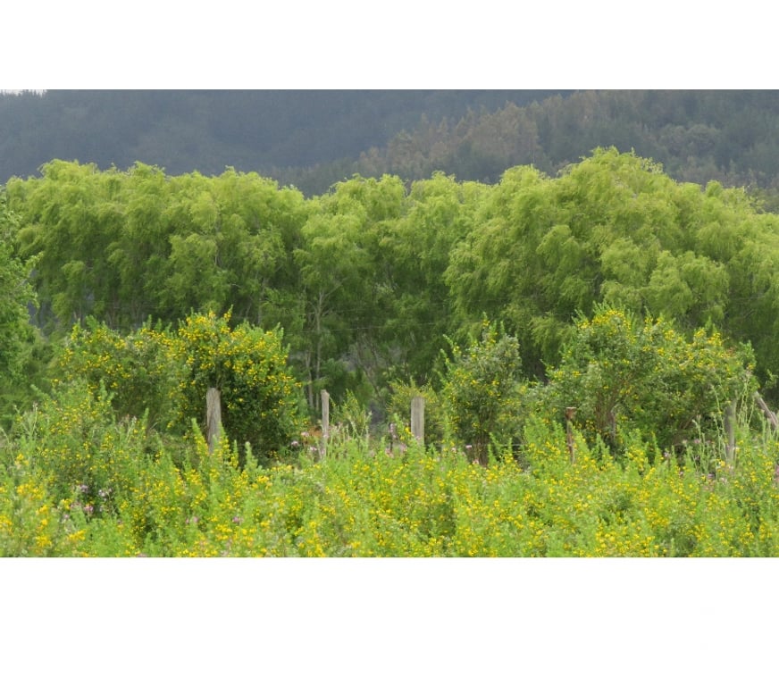 Parcelas en Venta Ñuble Cobquecura - Fotos de Las Canchas, Cobquecura