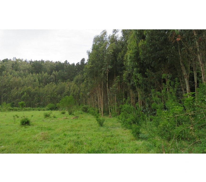 Parcelas en Venta Ñuble Cobquecura - Fotos de Las Canchas, Cobquecura