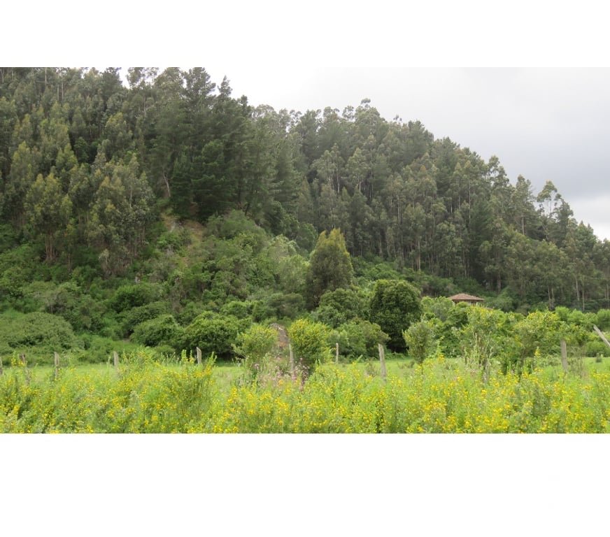 Parcelas en Venta Ñuble Cobquecura - Fotos de Las Canchas, Cobquecura