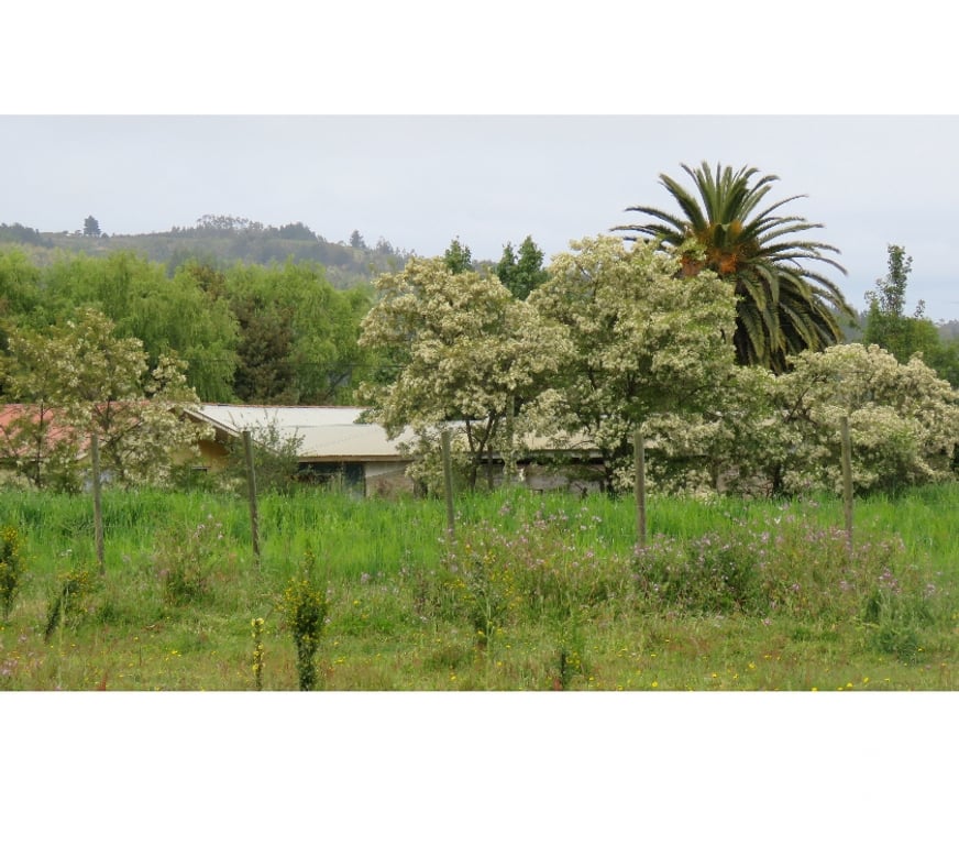 Parcelas en Venta Ñuble Cobquecura - Fotos de Las Canchas, Cobquecura