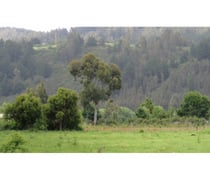 Las Canchas, Cobquecura