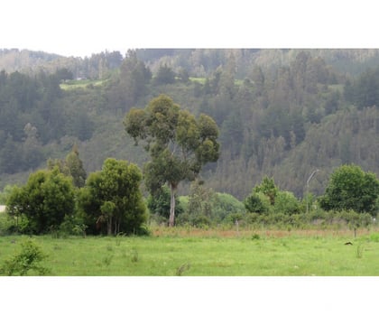 Terrenos en Venta Cobquecura Ñuble - Fotos de Las Canchas, Cobquecura