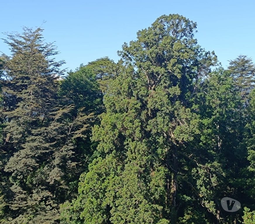 Parcelas en Venta Valdivia Valdivia - Fotos de Terreno con vista y magia natural en Valdivia