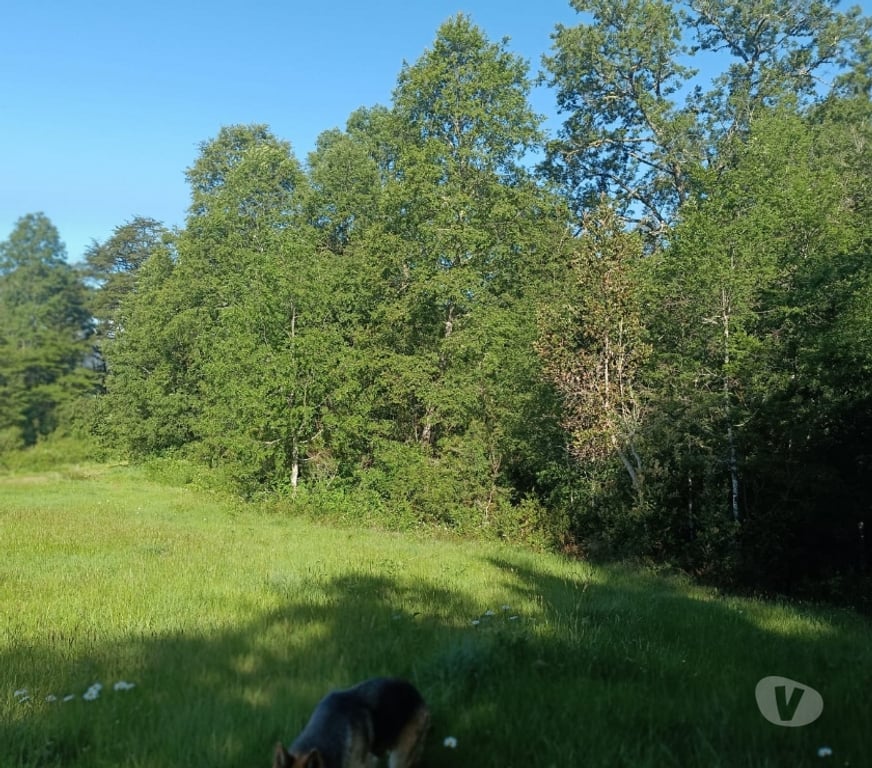 Parcelas en Venta Valdivia Valdivia - Fotos de Terreno con vista y magia natural en Valdivia