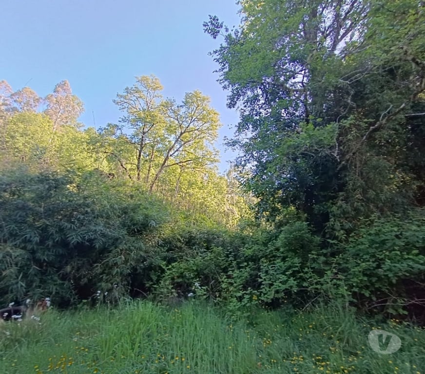 Parcelas en Venta Valdivia Valdivia - Fotos de Terreno con vista y magia natural en Valdivia