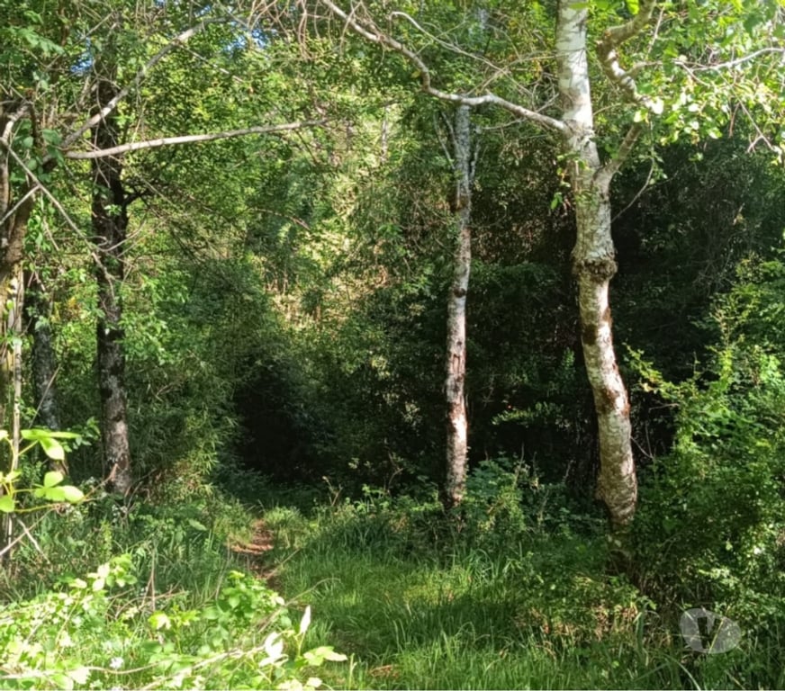 Parcelas en Venta Valdivia Valdivia - Fotos de Terreno con vista y magia natural en Valdivia