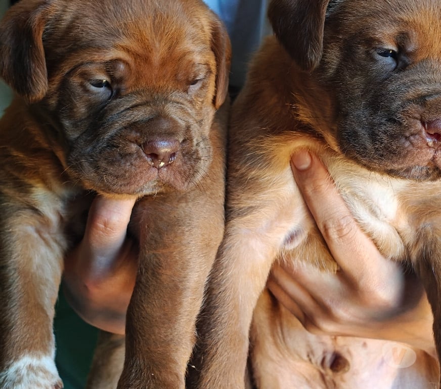 Gatos en Venta Maipo Calera de Tango - Fotos de Cachorros Dogo de Burdeos
