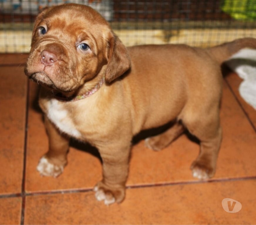 Gatos en Venta Maipo Calera de Tango - Fotos de Cachorros Dogo de Burdeos