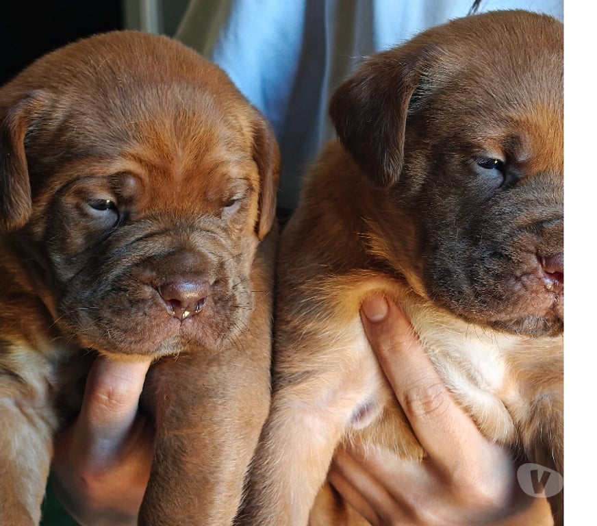 Gatos en Venta Maipo Calera de Tango - Fotos de Cachorros Dogo de Burdeos