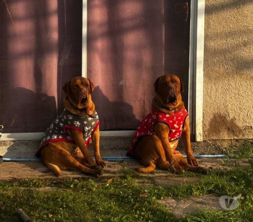 Gatos en Venta Maipo Calera de Tango - Fotos de Cachorros Dogo de Burdeos