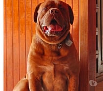 Cachorros Dogo de Burdeos