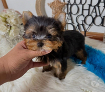 Cachorros Yorkshire terrier
