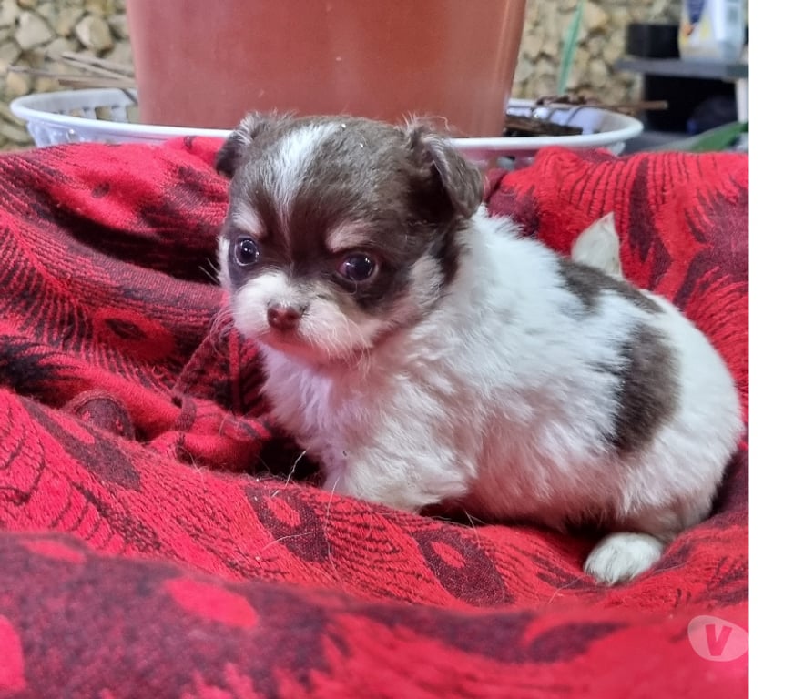 Gatos en Venta Santiago Recoleta - Fotos de Bellos chihuahuas