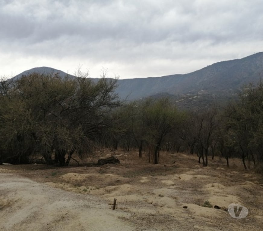 Parcelas en Venta Quillota Hijuelas - Fotos de TERRENO EN PENDIENTE SUAVE, OASIS DE LA CAMPANA