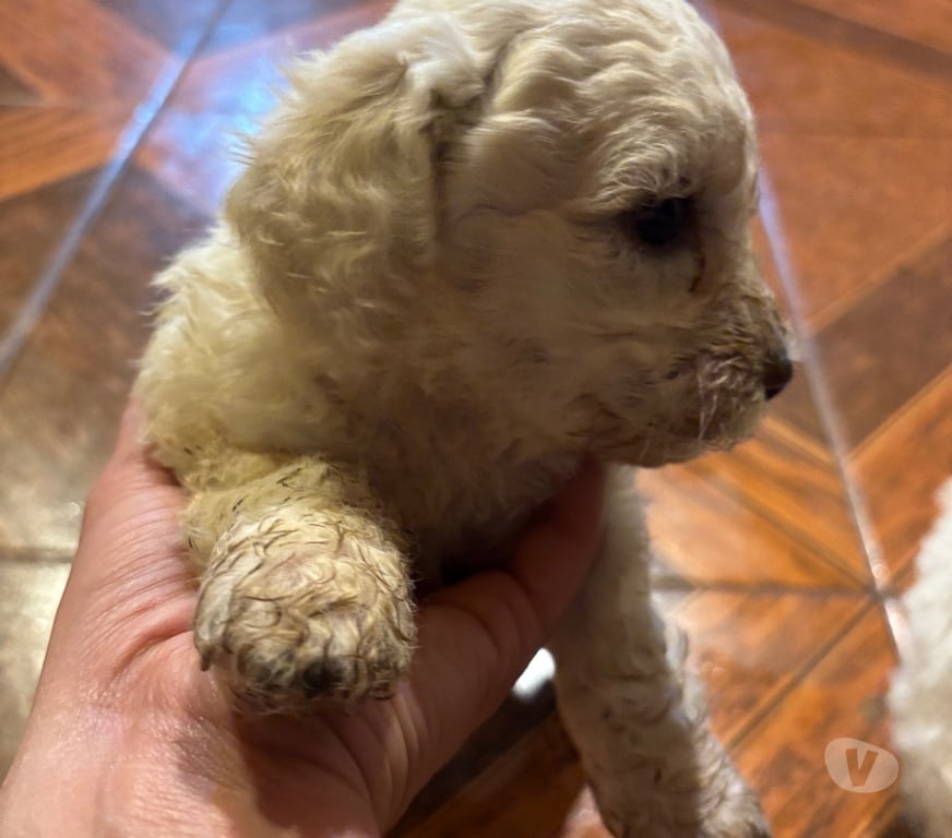 Gatos en Venta Concepción Santa Juana - Fotos de Hermosos cachorritos poodle
