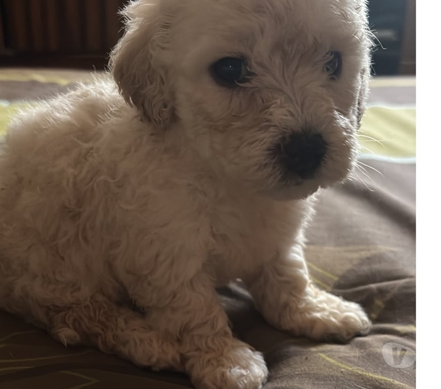 Gatos en Venta Concepción Santa Juana - Fotos de Hermosos cachorritos poodle