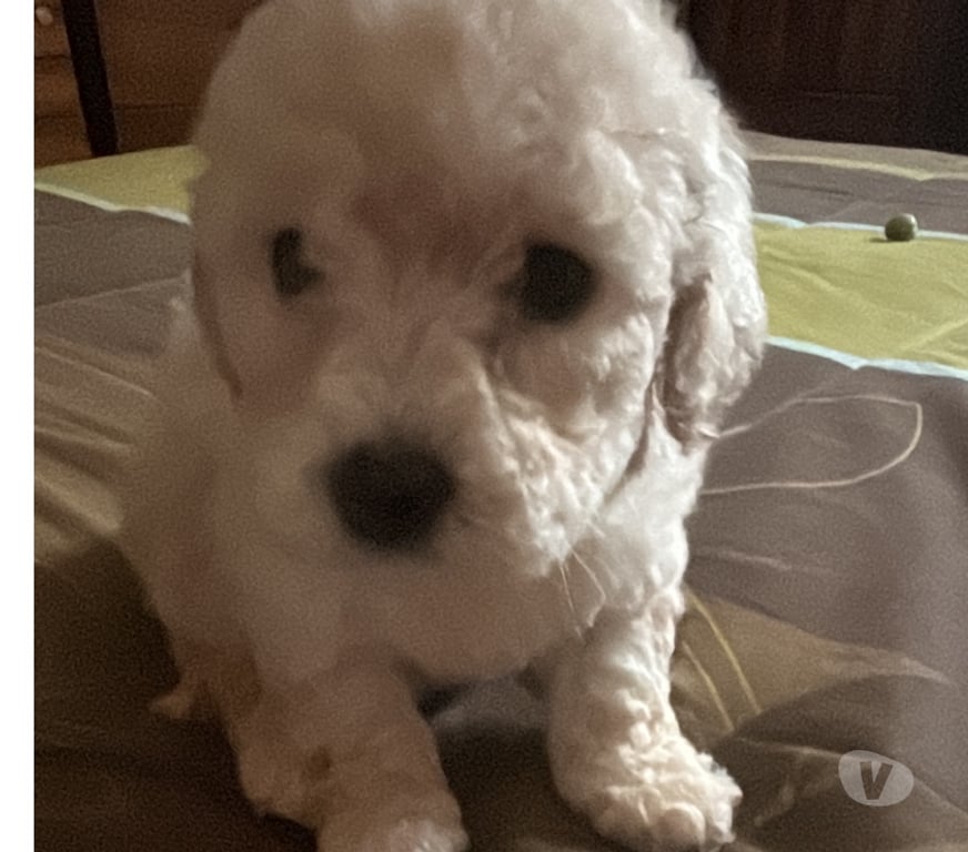 Gatos en Venta Concepción Santa Juana - Fotos de Hermosos cachorritos poodle