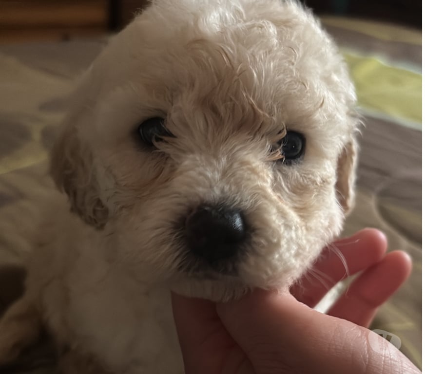 Gatos en Venta Concepción Santa Juana - Fotos de Hermosos cachorritos poodle