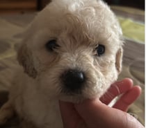 Hermosos cachorritos poodle